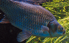 Crucian Carp